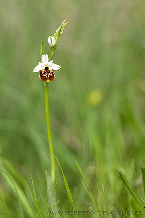 Ophiris fuciflora